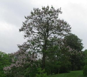 Photo: A princess tree in full bloom. The tree towers over the other trees and is covered with light purple flowers.