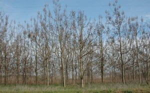 Photo. A field planted with rows of princess trees. The trees look to be about 1 foot in diameter.