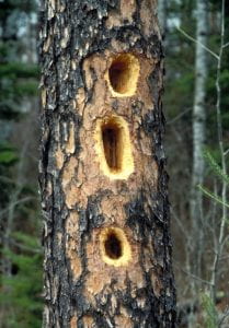 Photo: The trunk of a tree with three large holes in a line right down the middle of it. The wholes are oblong and several inches deep.
