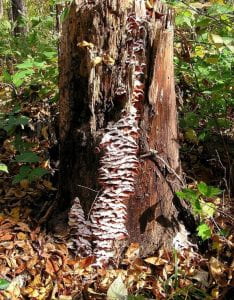 Photo: Jagged tree stump with a large white overlapping cluster of fungus growing in a stripe up the front of it. The ground in front of the stump is littered with dead leaves, and behind the stump us green leaves of forest understory.