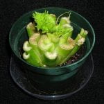 Photo: Celery. A bunch of celery that has been cut of a few inches from the base. It is in a small green plastic pot of soil and new sprouts have started to emerge from the center of the clump.