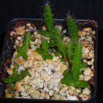 Photo: The top of a small square plastic pot filled with soil. The top of the soil is covered with perlite, which looks like small off-white irregular shaped styrofoam pellets. Growing out of the perlite are a handfull of cactus sprouts, bright green and covered with long thin spines