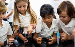 Photo: Three elementary aged kids in white polo shirts leaning over a table looking at bean seedlings that sprouted in clear plastic cups half filled with soil.