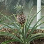 Photo: A pineapple plant. The plant has 20 or so sword-shaped leaves growing from the base as well as a stalk growing from the middle of the base that has a miniature pineapple on top.