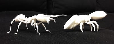 3d Ant Models Moreau Lab