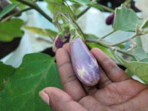 Visiting a rooftop garden in Coimbatore