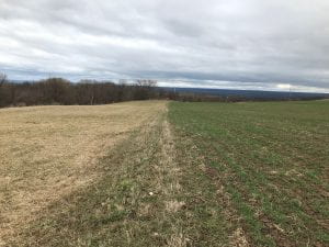 Hay and small grain in early spring 2020