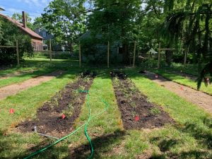 Shows the two rows of planted tomatoes