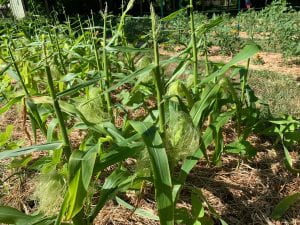 Corn starting to grow cobs