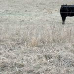 A black Angus heifer standing in a frost killed pasture