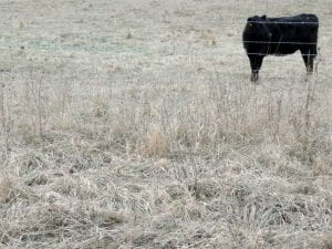 A black Angus heifer standing in a frost killed pasture