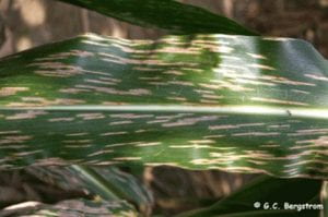 Corn leaf with lesions