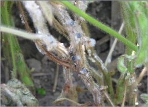 Stem of soybean plant with white mold