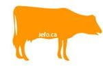 Graphic of heat stressed cow