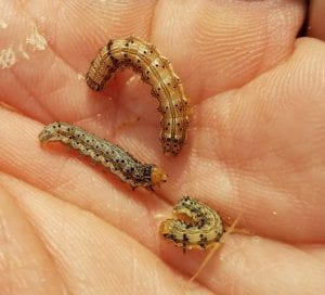 Corn earworm larvae in palm of hand.