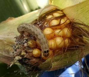 Western bean cutworm larva on each of corn.
