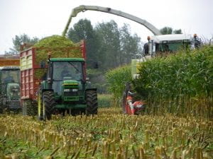 Harvesting Corn Silage.