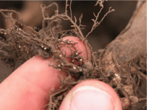 Roots of soybean plant with Soybean Cyst Nematode.