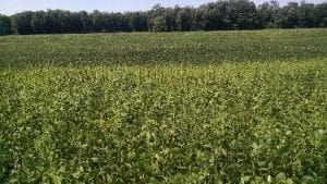 Field of soybeans suffering from drought stress.