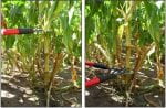 Cutting a piece of corn stalk for sampling.