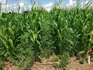 Untreated corn test plot with waterhemp weeds.