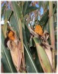 Two ears of field corn on the stalk.