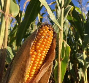 An ear of field corn showing kernels.