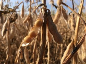 Soybean pod showing beans