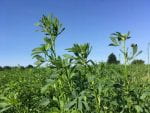 Alfalfa plants against a blue sky