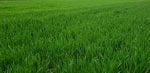 field of green winter wheat