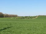 A green pasture with dairy cows in the distance.