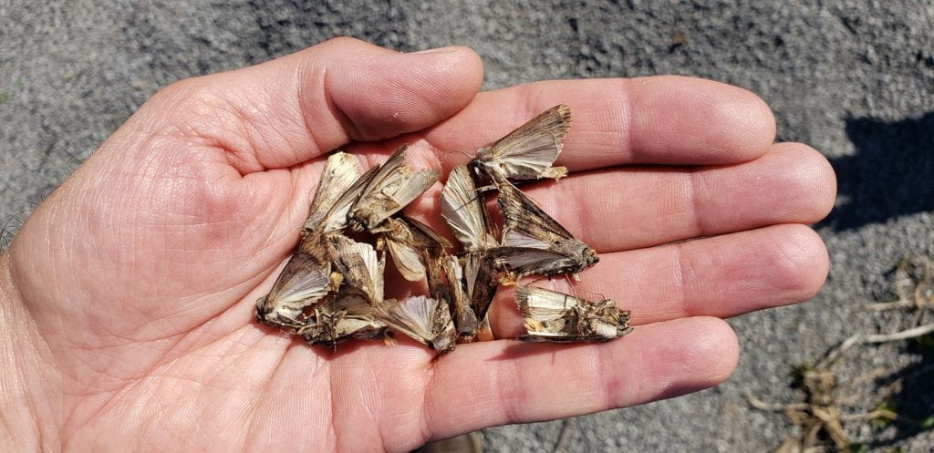 Black cutworm moths in the palm of a hand.