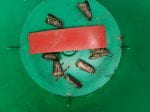 Moths in bottom of a green trap with a red rectangle