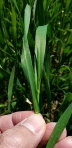 Green winter wheat plant being held in hand