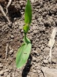 Corn plant in field with holes in leaves.