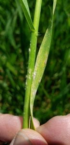Green winter wheat plant with white fuzz on stem and leaf