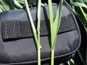 Two triticale plants on a back case.