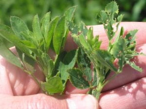 Two alfalfa plants, one on the right has been chewed.