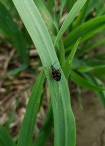 Two black bugs mating on a green leaf.