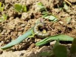 Green worm on soil surrounded by green plants.