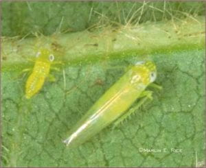 Close up of yellow-green bugs on a green leaf.