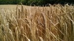 Heads of barley plants in field.