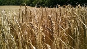 Heads of barley plants in field.
