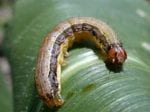Yellow-brown worm on a green leaf.