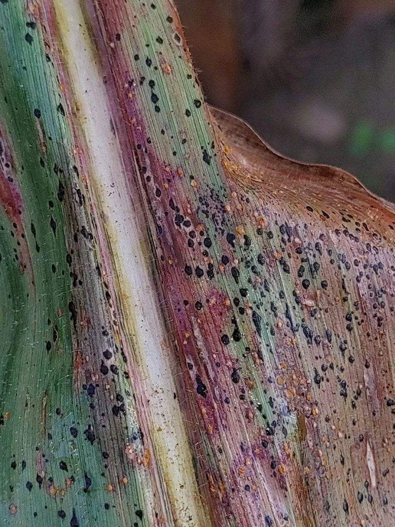 Small black spots on discolored leaf.