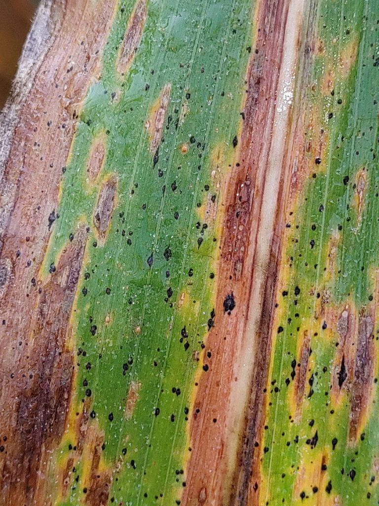 Small black spots on discolored leaf/