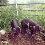 Two pigs in an outdoor pasture.