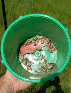 Moths in the bottom of a green bucket.