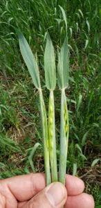 Three green wheat stalks.