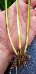 Three green stems with roots being held in palm of hand.